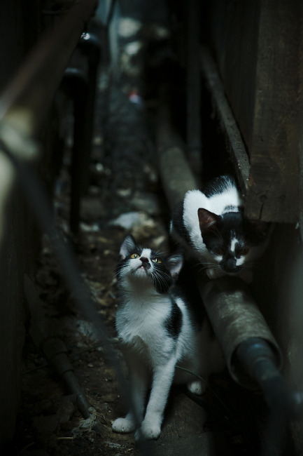 德国马术队在2024年国际马术联合会障碍赛世界巡回赛中获得团体第四名，展现出色表现。