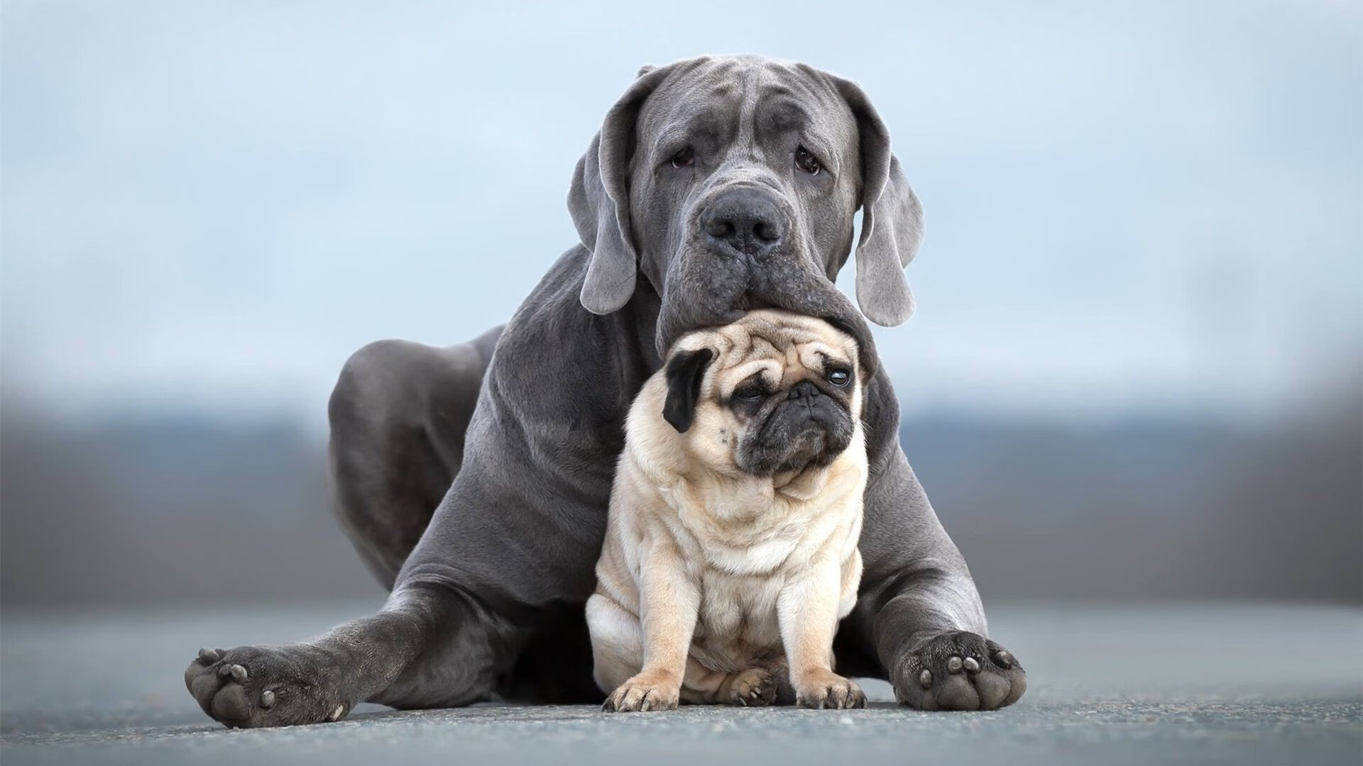 排球大满贯赛：强者之巅的精彩对抗，排球大满贯运动员