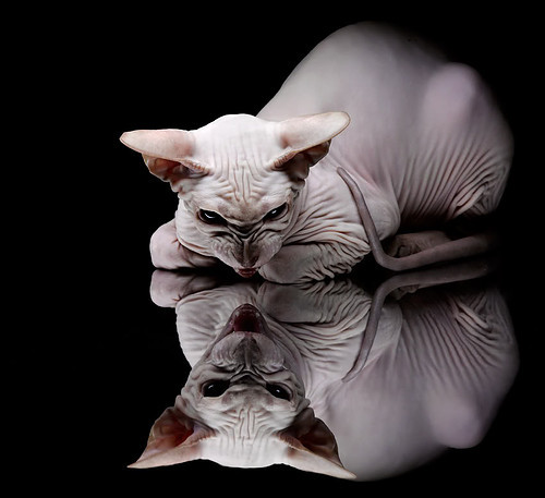 开云入口-“策略之战：教练调兵遣将的秘密武器”