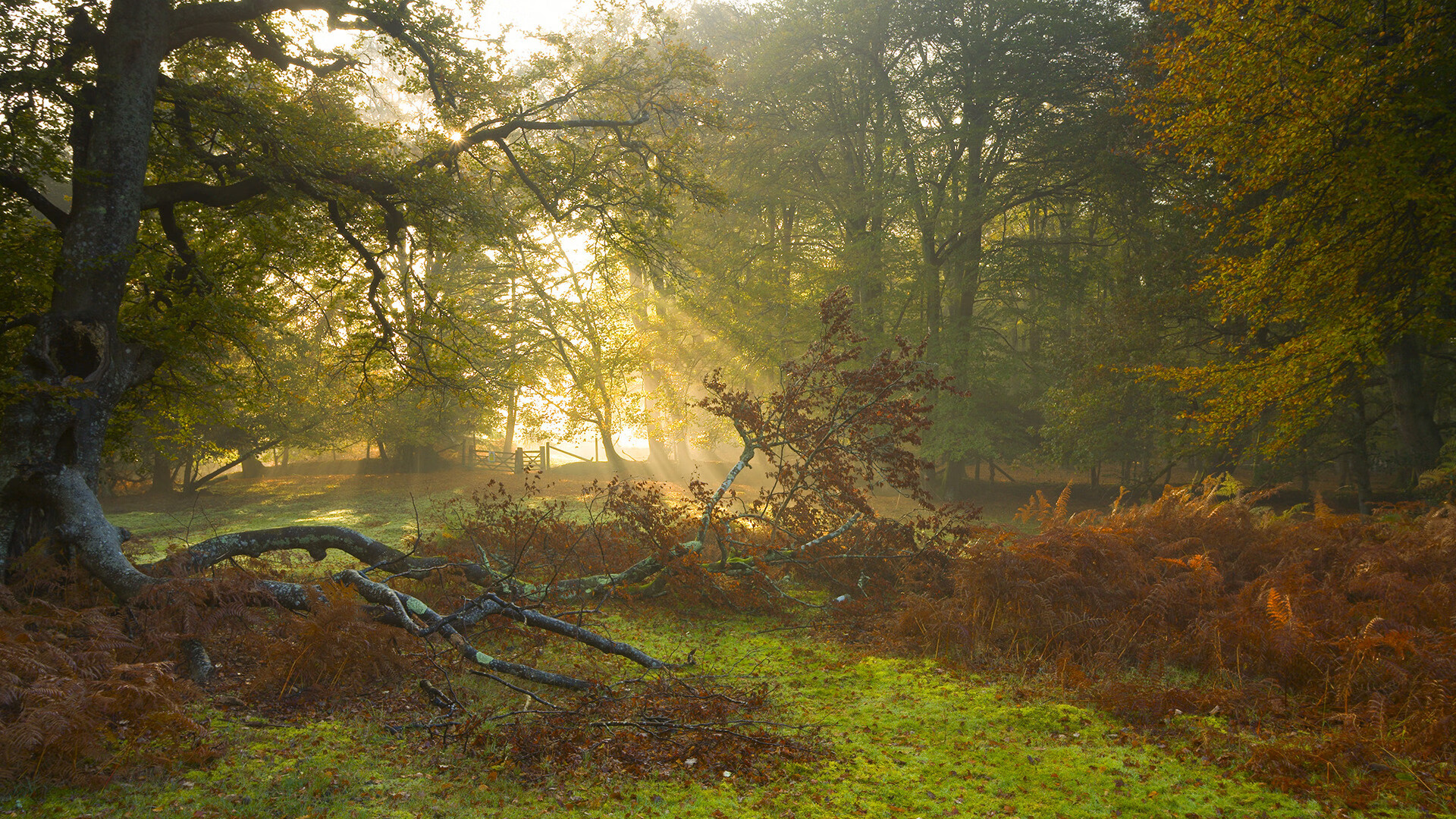 开云中国-“粉丝狂欢夜，赛事现场气氛火爆，赢得无数荣耀”，粉丝活动中心官网
